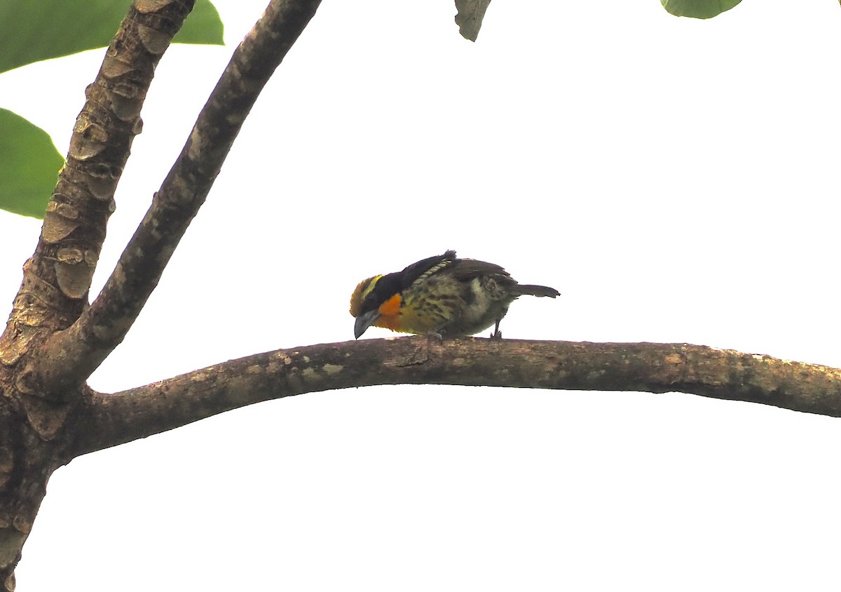 Gilded Barbet - ML628595429