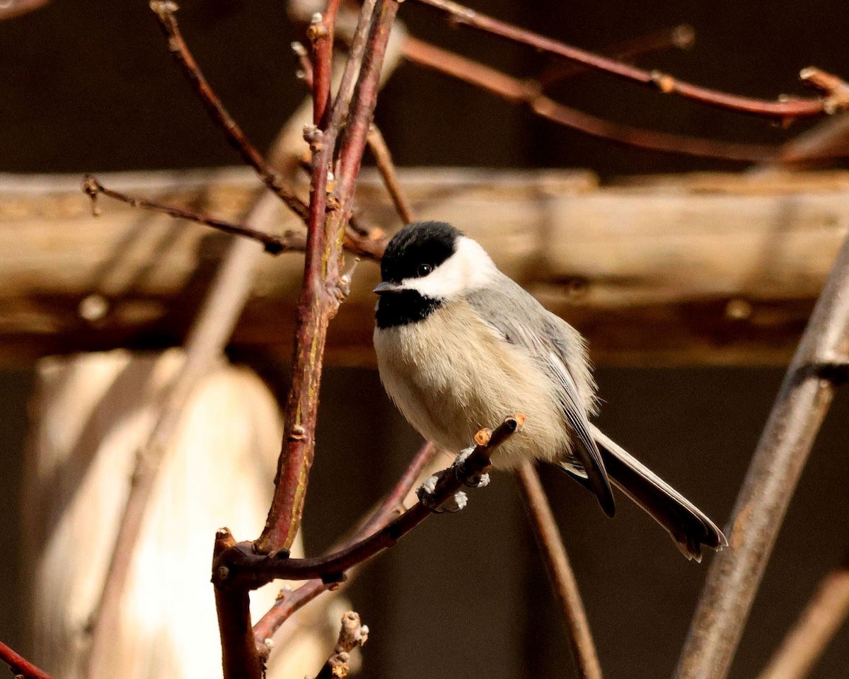 Carolina Chickadee - ML628595652