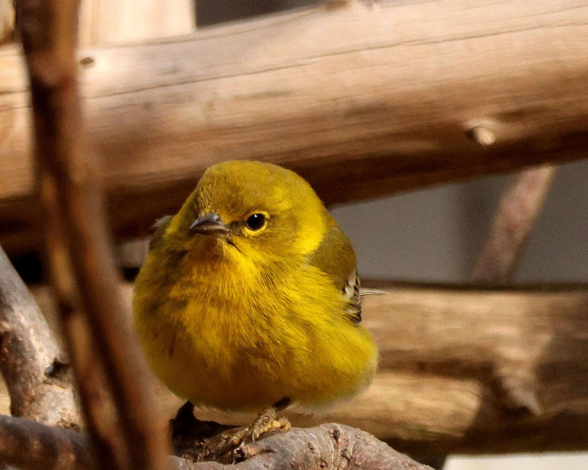 Pine Warbler - ML628595728