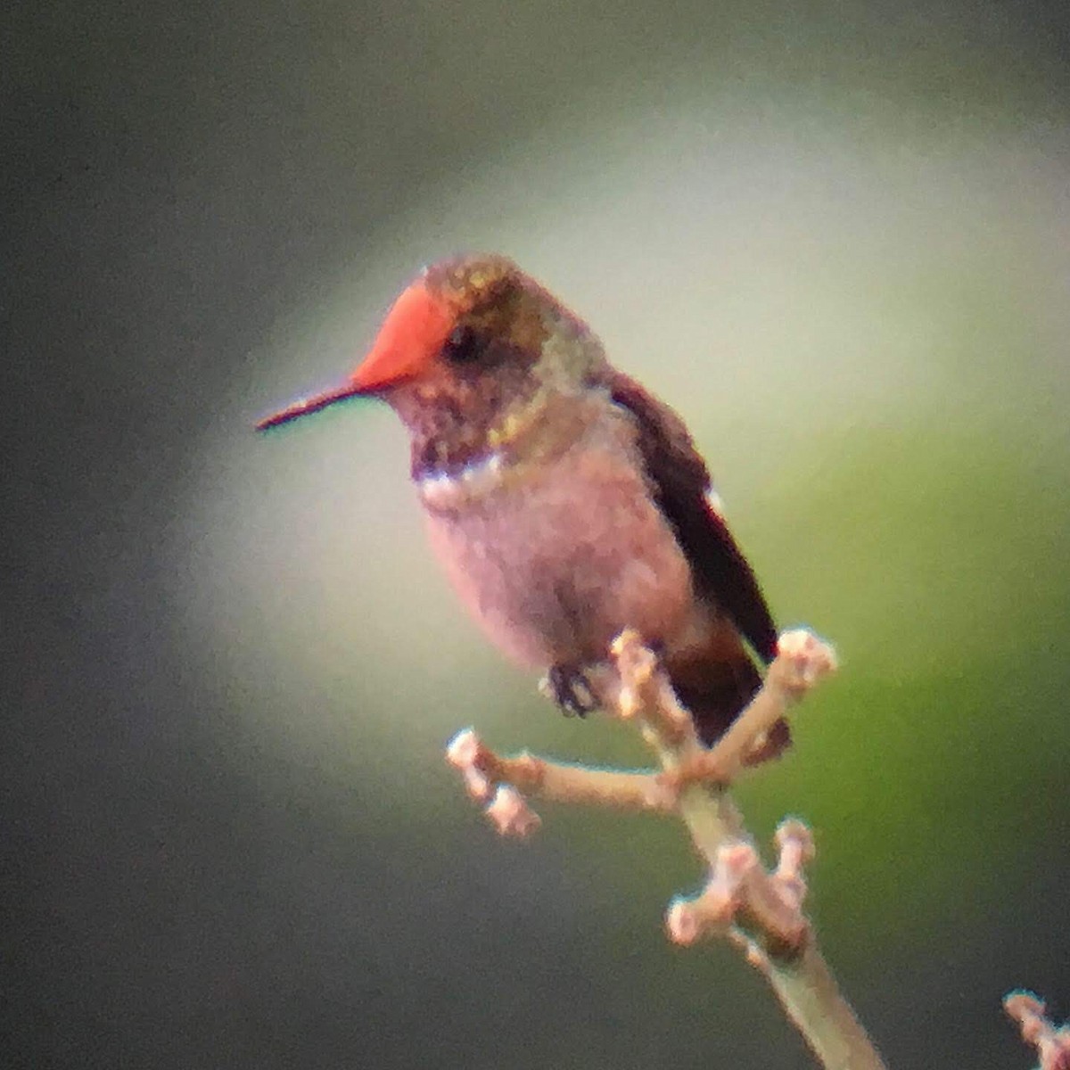 Spangled Coquette - ML628595803