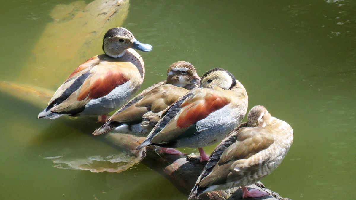 Ringed Teal - ML628595953