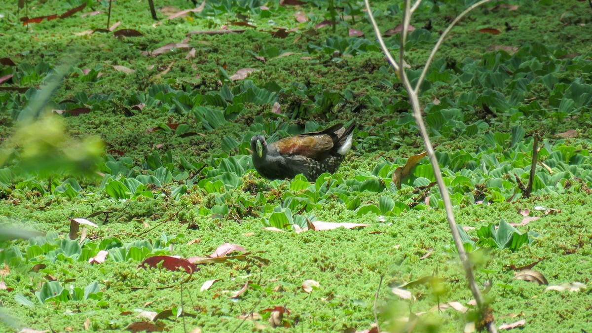 Spot-flanked Gallinule - ML628595966