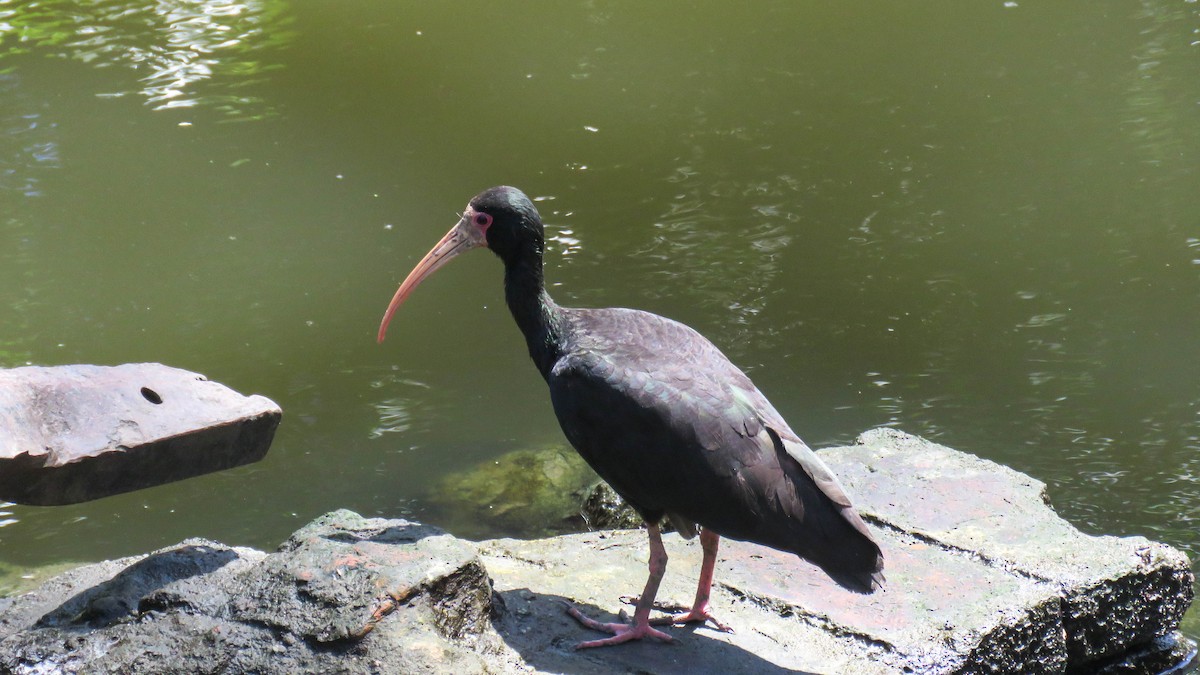 Bare-faced Ibis - ML628595974
