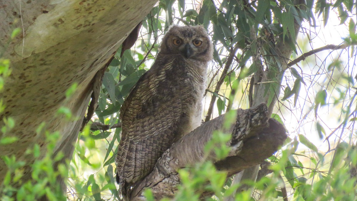 Great Horned Owl - ML628595976