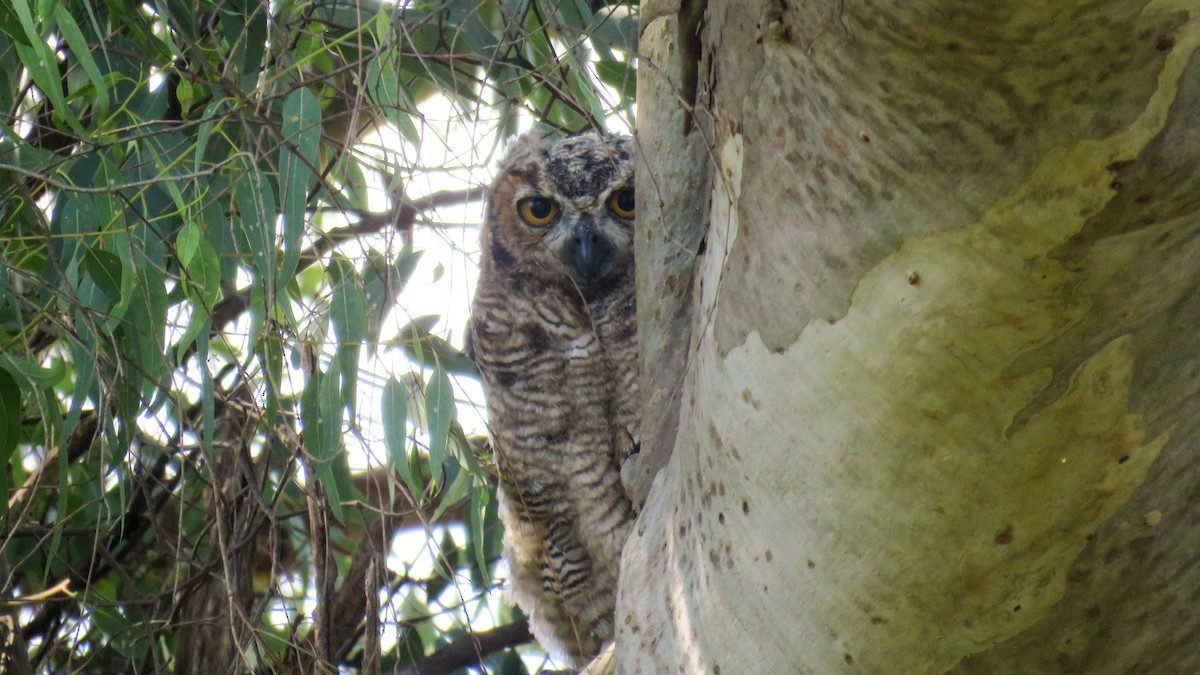 Great Horned Owl - ML628595977