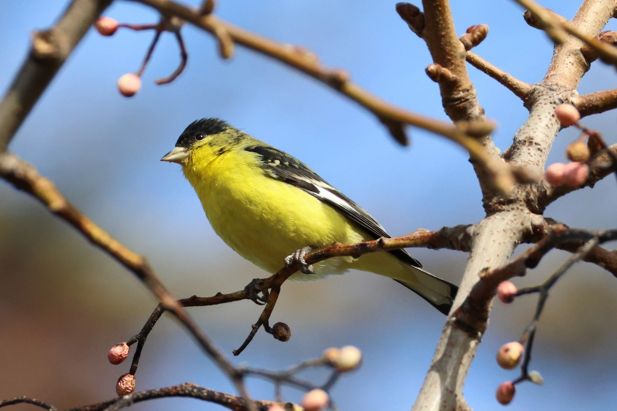 Lesser Goldfinch - ML628596261