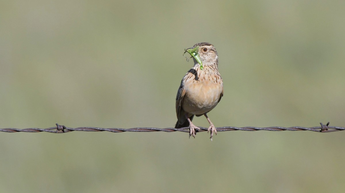 Rufous-naped Lark - ML628596611