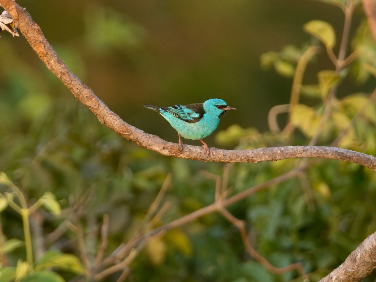 Dacnis Azul - ML628596765