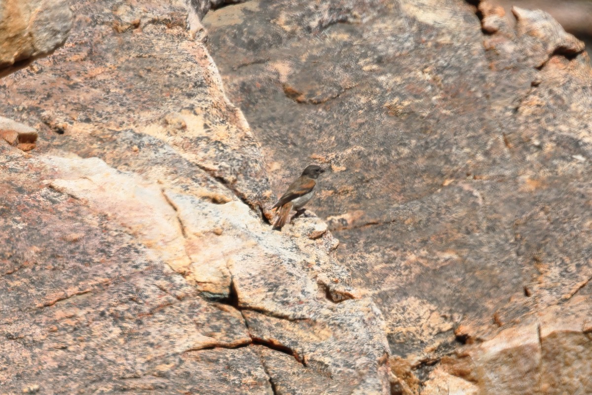 Black-headed Canary - ML628596780