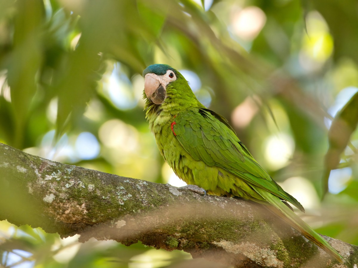 Guacamayo Noble - ML628596948