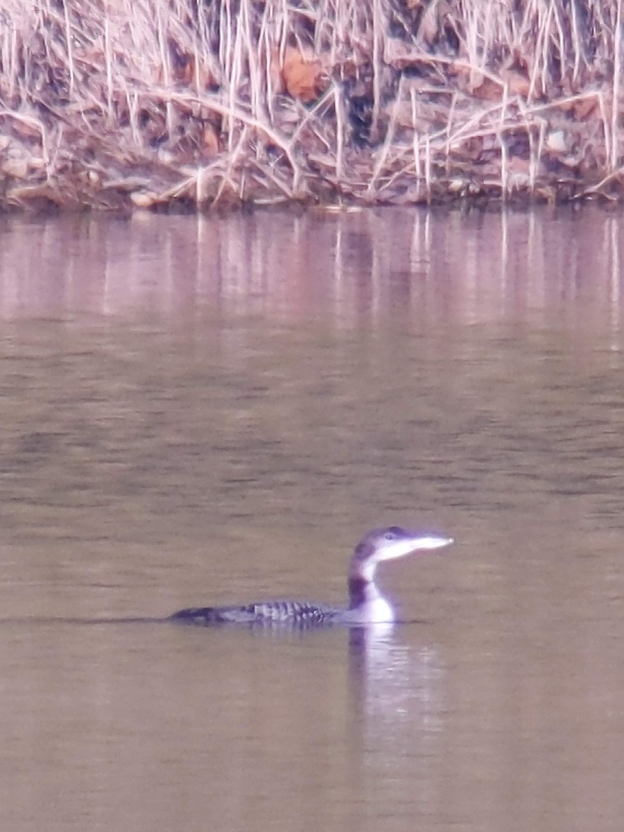 Common Loon - ML628597112