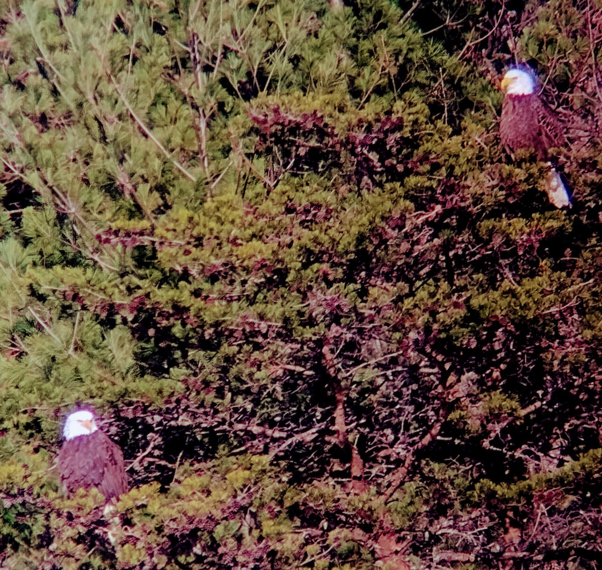 Bald Eagle - ML628597123