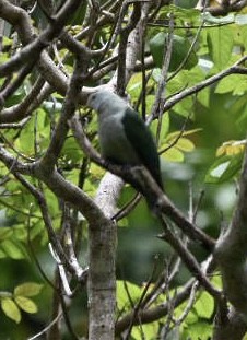Gray-green Fruit-Dove - ML628597322