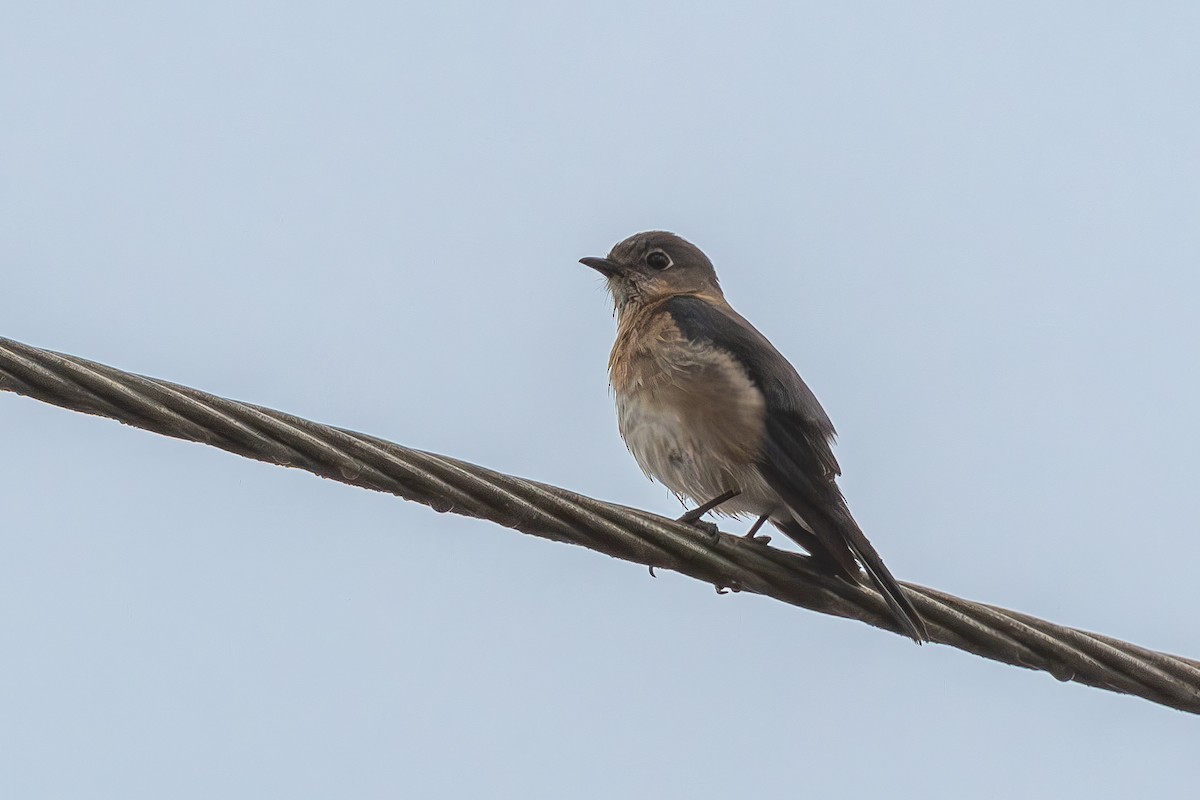 Eastern Bluebird - ML628597406