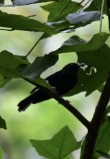 Tahiti Monarch - ML628597436