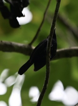 Tahiti Monarch - ML628597437