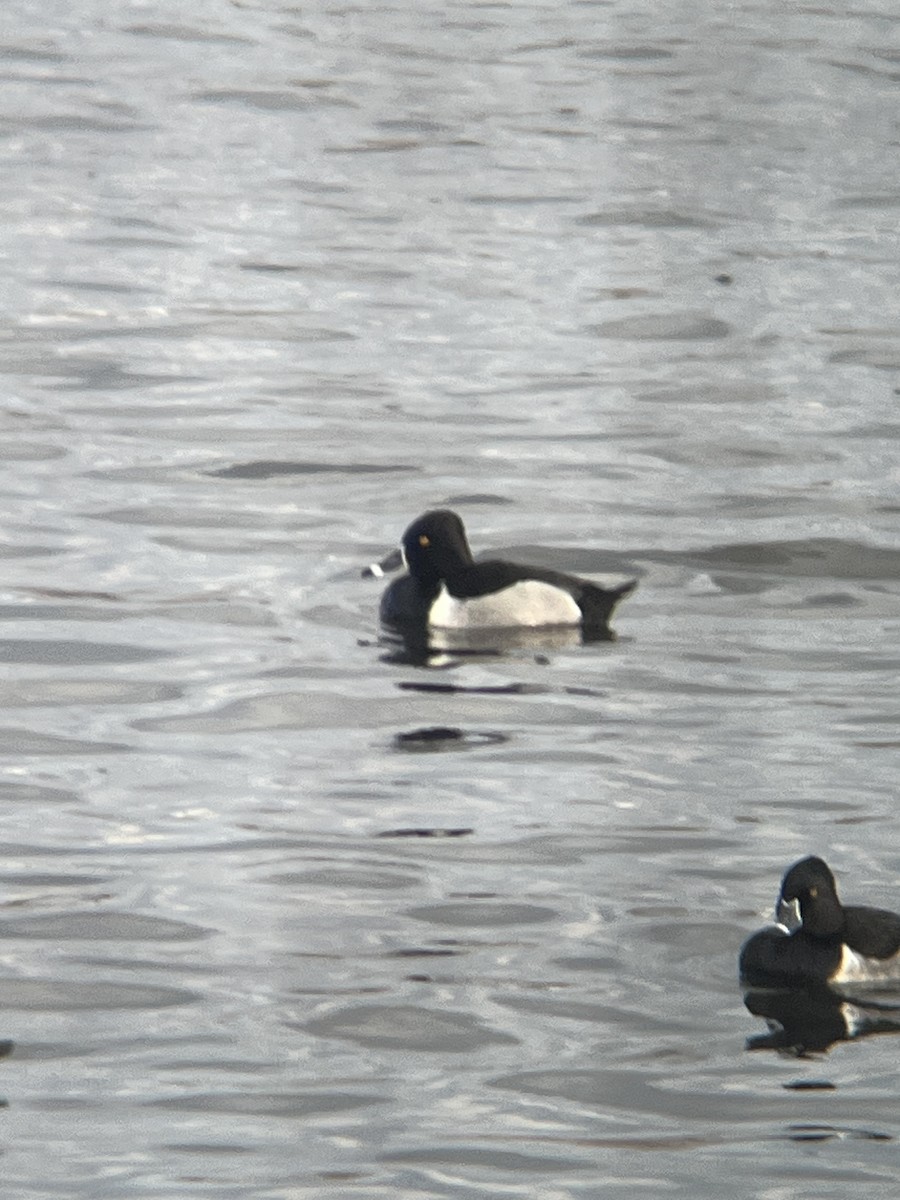 Ring-necked Duck - ML628597610
