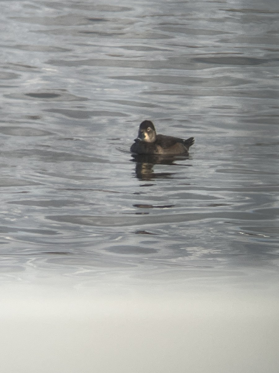 Ring-necked Duck - ML628597611