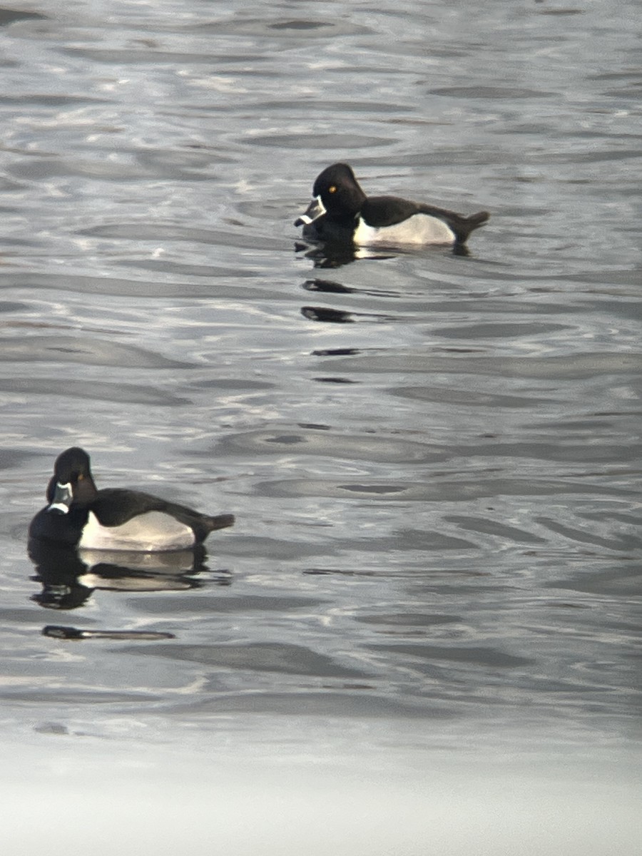 Ring-necked Duck - ML628597612