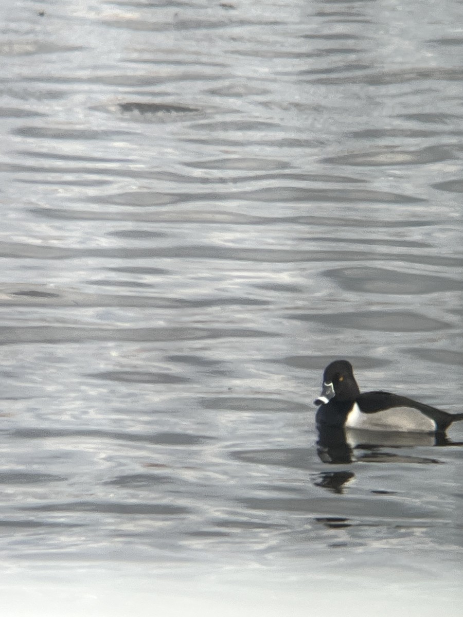 Ring-necked Duck - ML628597613