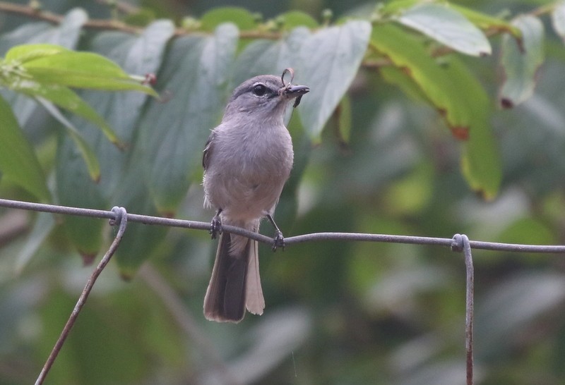 Ashy Flycatcher - ML628597648