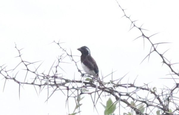 White-eared Barbet - ML628597653