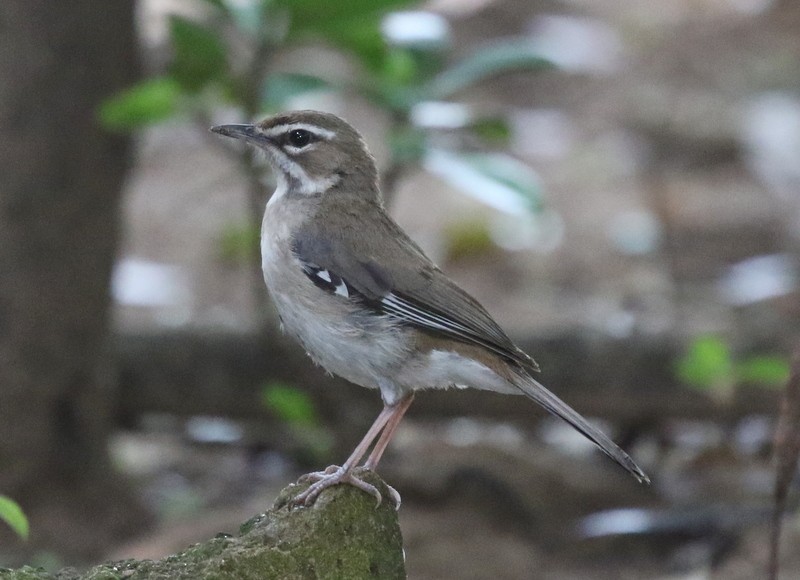 Brown Scrub-Robin - ML628597655