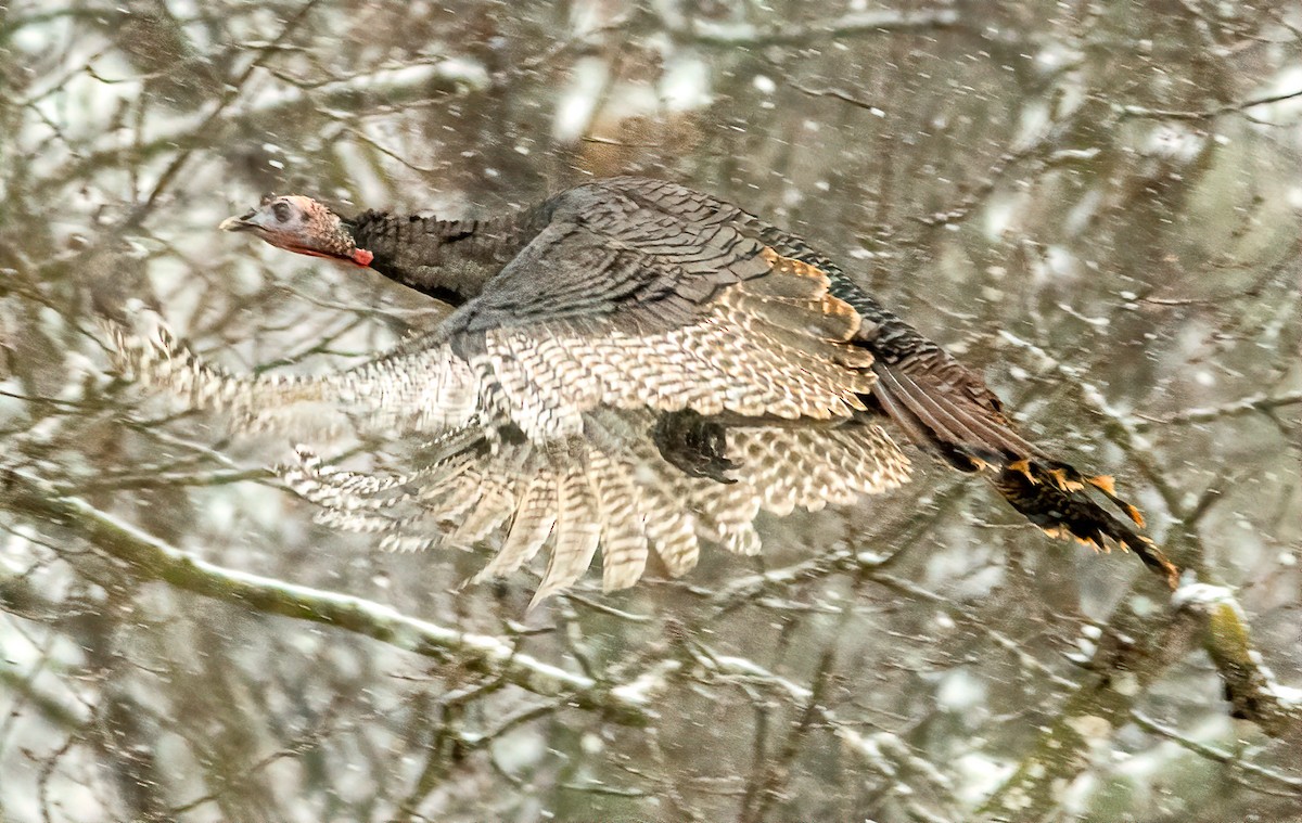 Wild Turkey - ML628597682