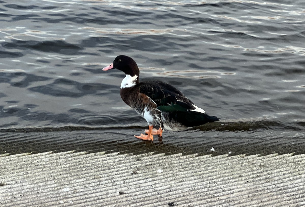 Muscovy Duck x Mallard (hybrid) - ML628597687