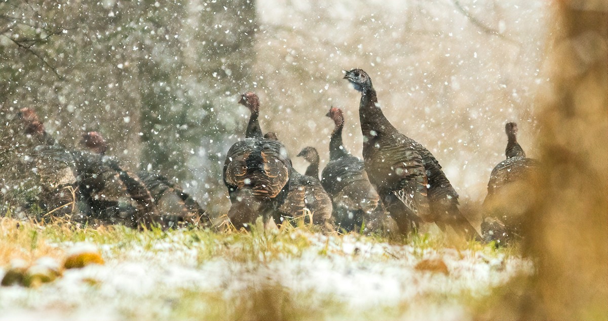 Wild Turkey - ML628597701