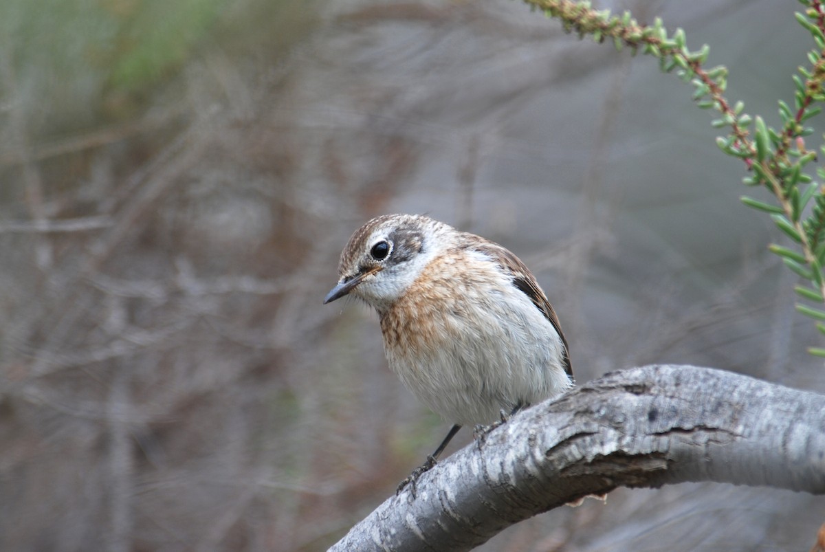 Fuerteventura Stonechat - Ray Scally