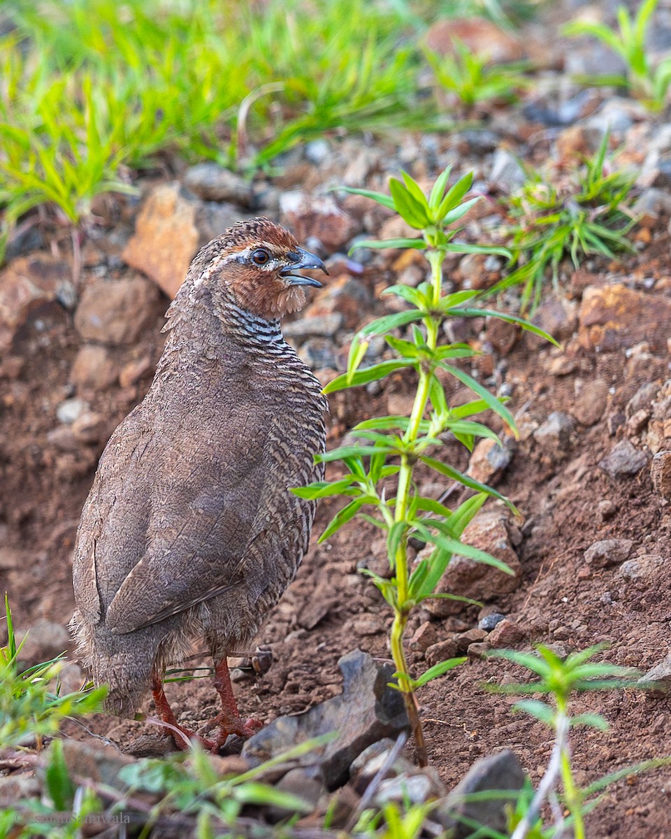 Perdicilla Argundá - ML628597857