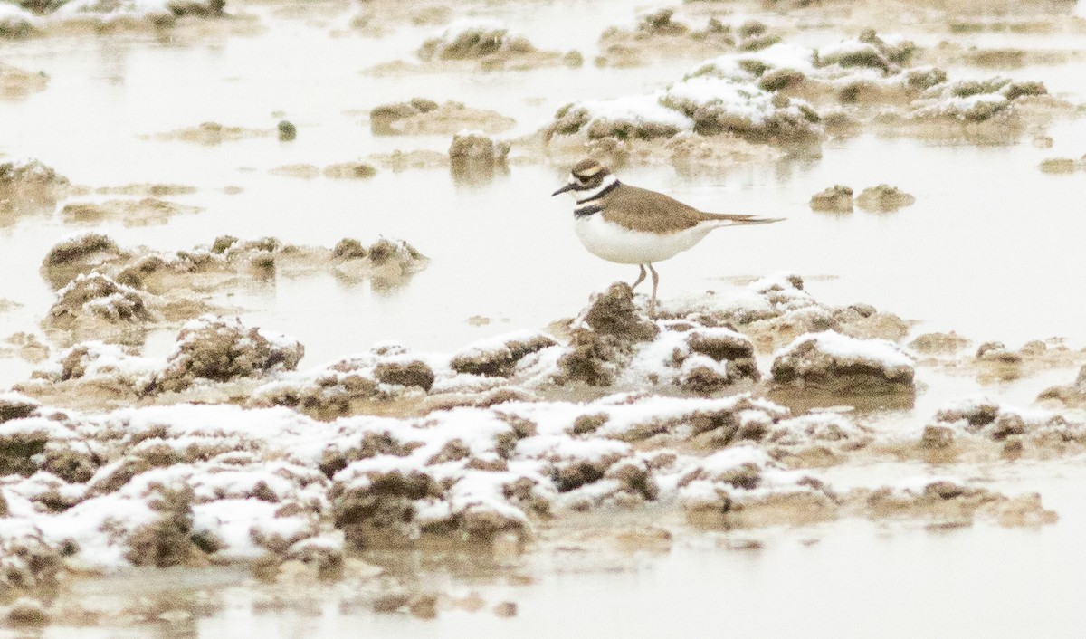 Killdeer - ML628597895