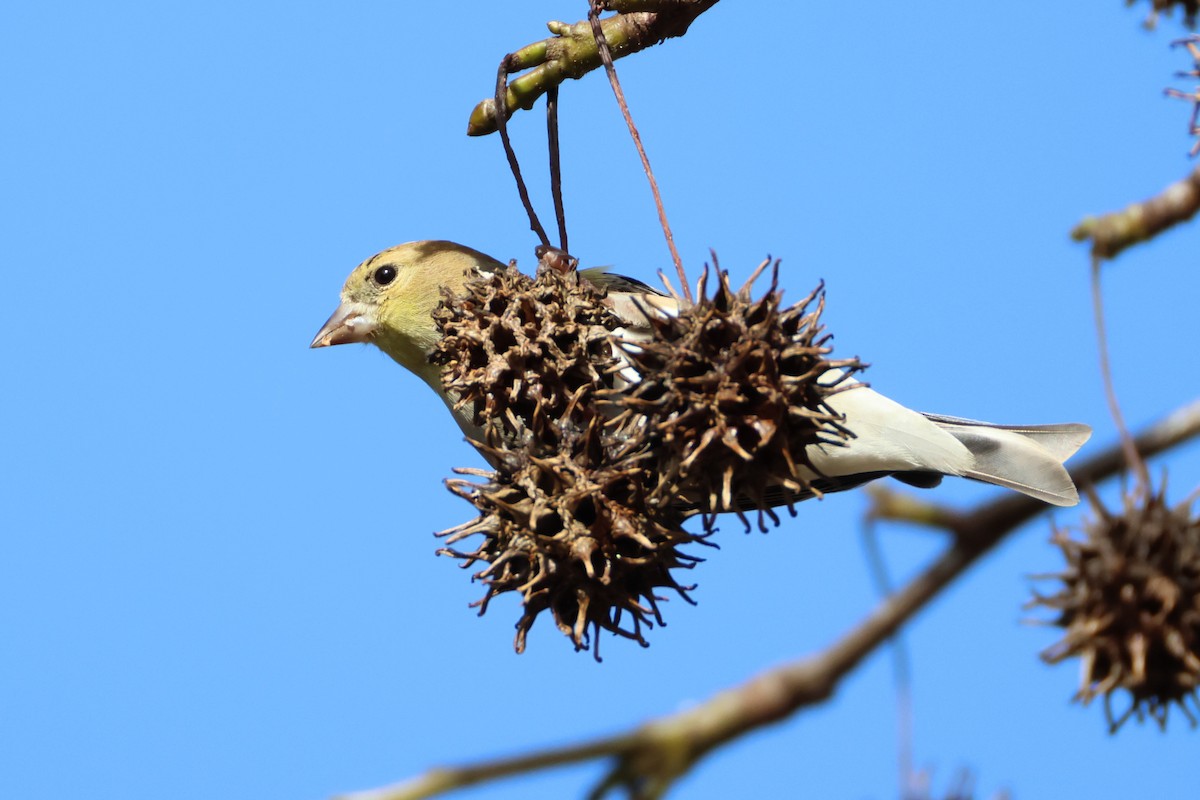 American Goldfinch - ML628597904