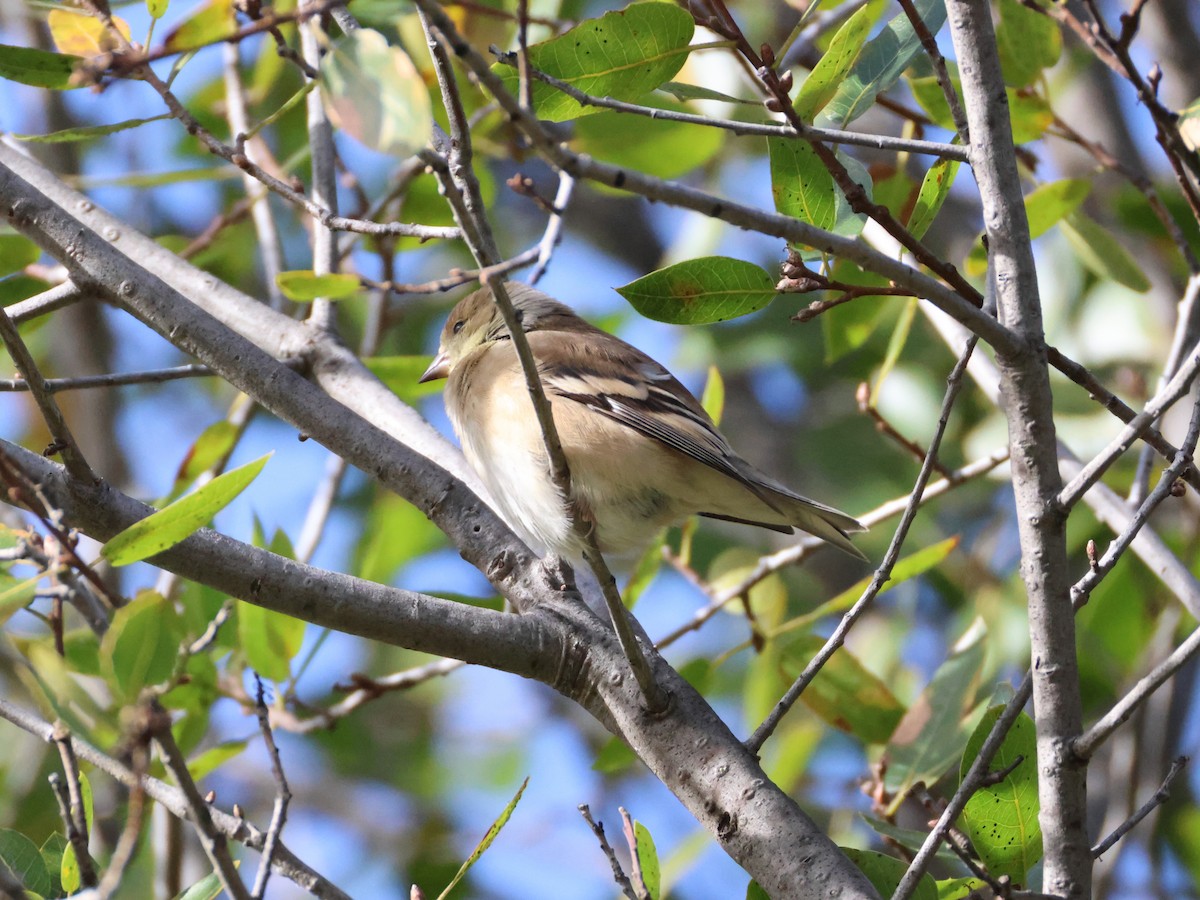 American Goldfinch - ML628597908