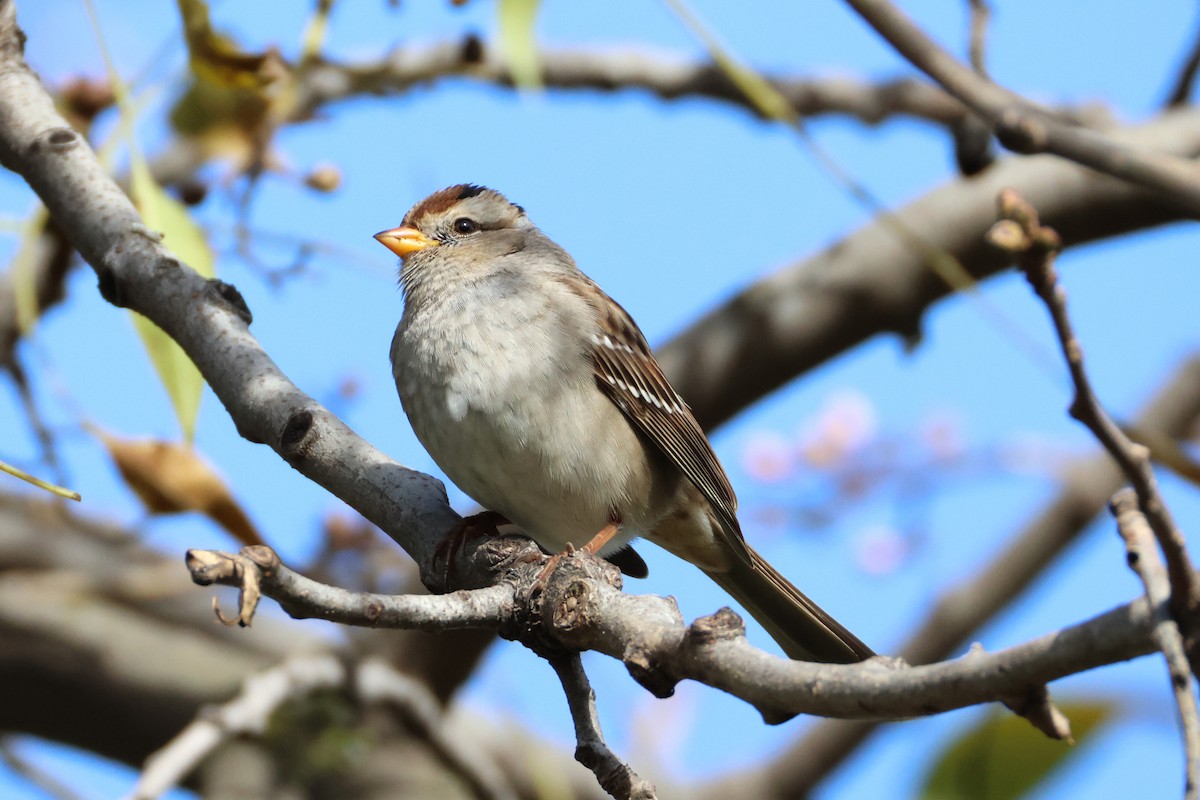 White-crowned Sparrow (Gambel's) - ML628597928