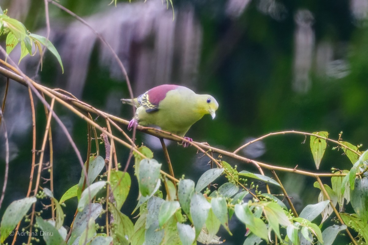 Sri Lanka Green-Pigeon - ML628597929