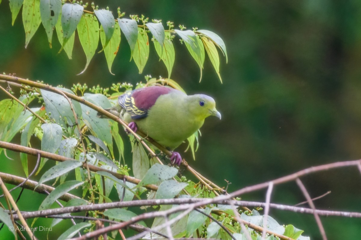 Sri Lanka Green-Pigeon - ML628597930