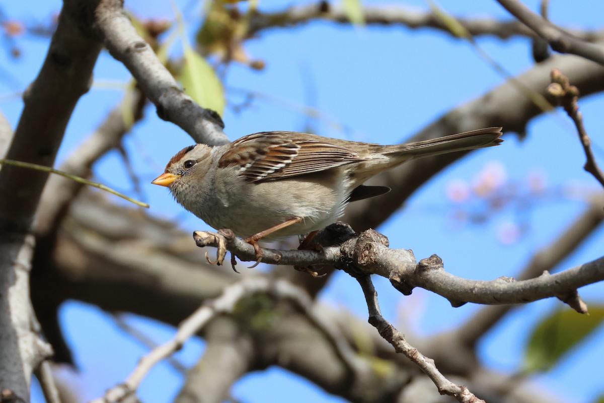 White-crowned Sparrow (Gambel's) - ML628597934