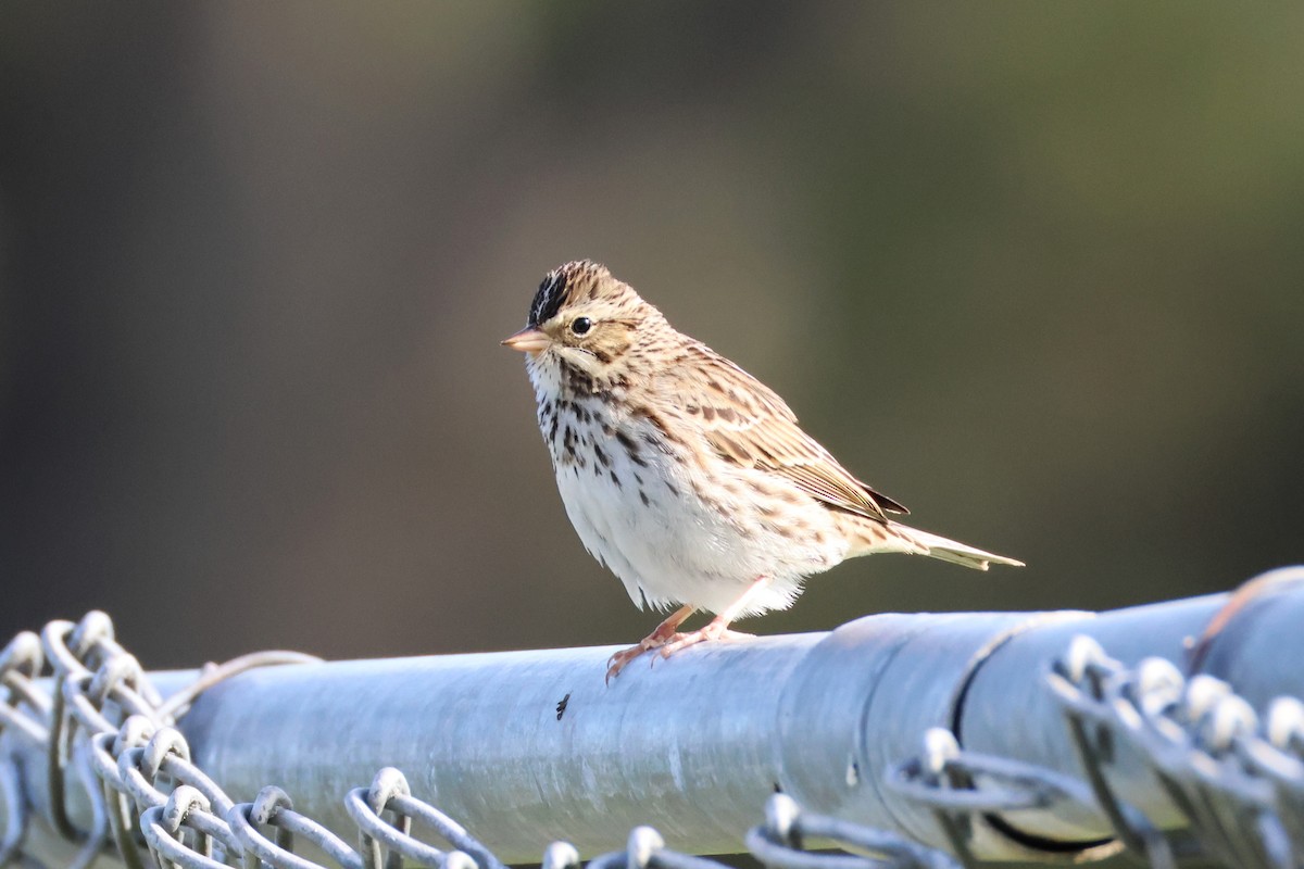 Savannah Sparrow - ML628597945