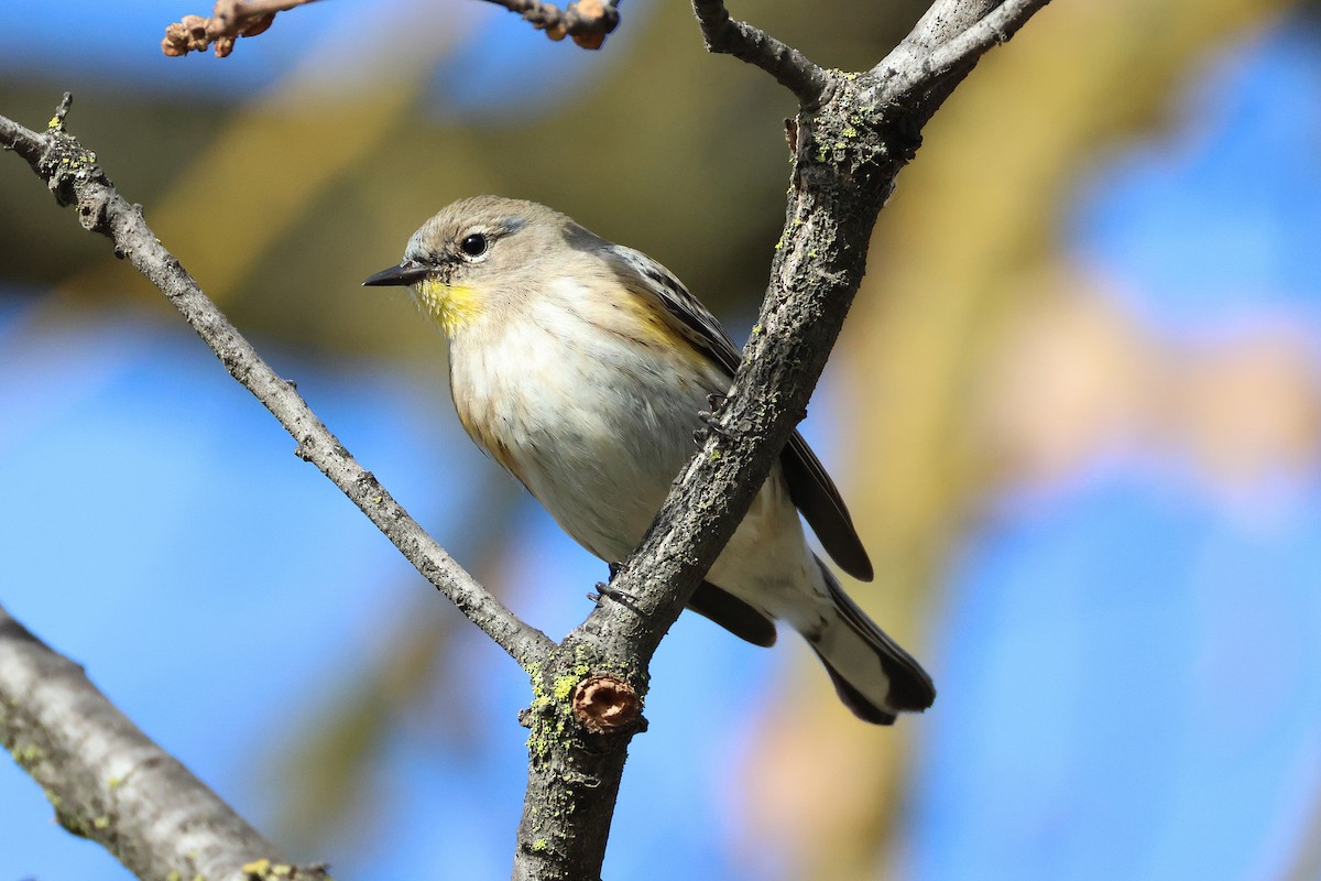 Yellow-rumped Warbler (Audubon's) - ML628597960