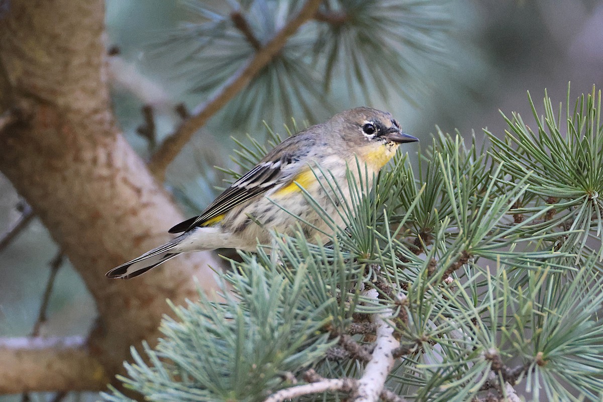 Yellow-rumped Warbler (Audubon's) - ML628597962