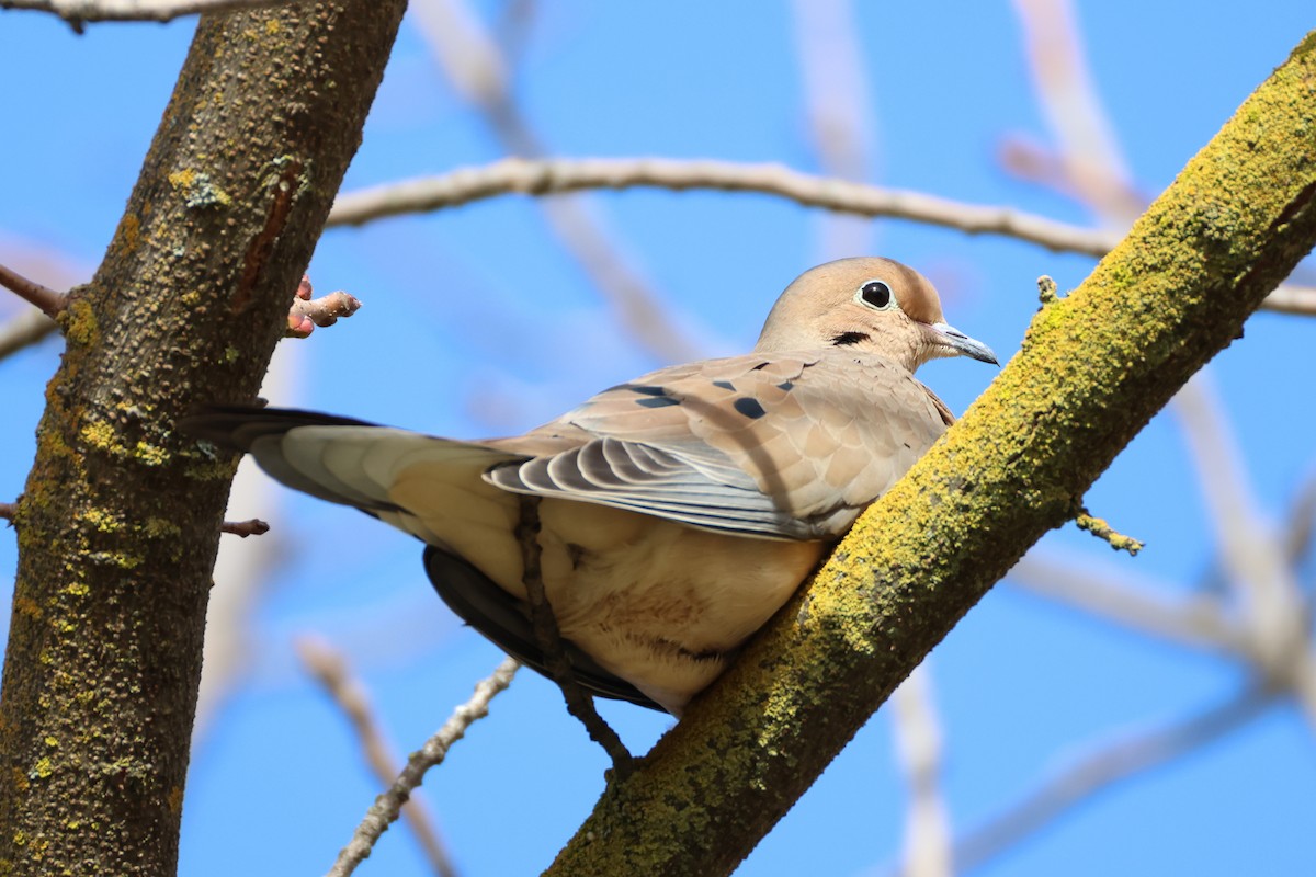 Mourning Dove - ML628597997