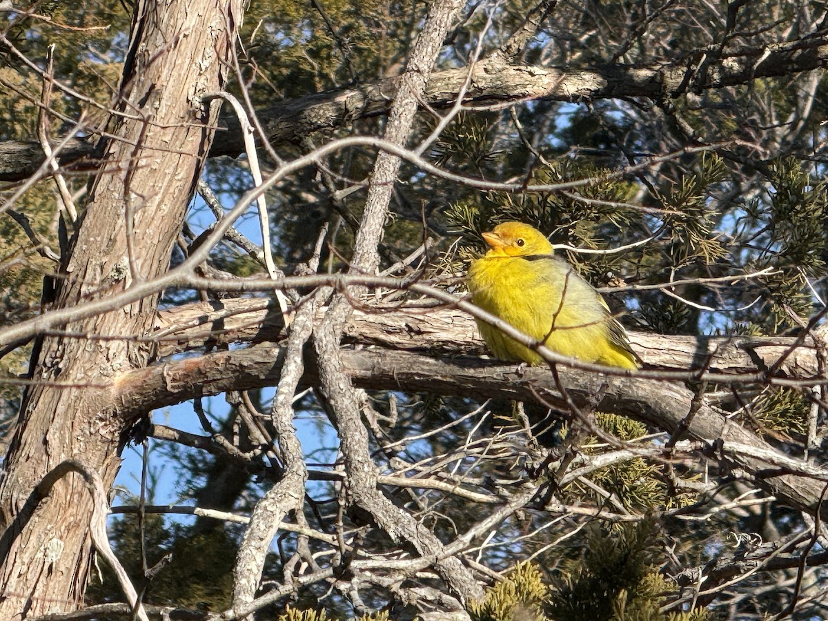 Western Tanager - ML628597999