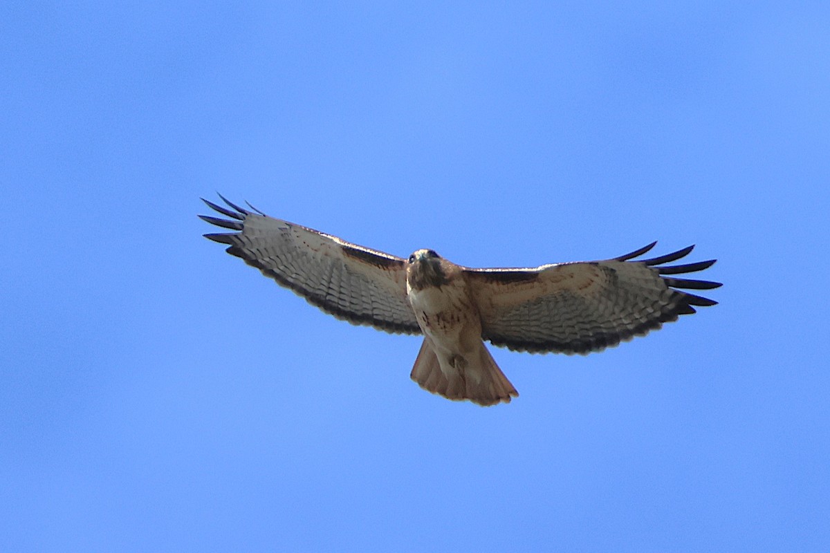 Red-tailed Hawk - ML628598004