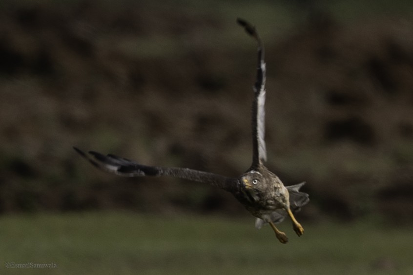 Weißaugenbussard - ML628598017