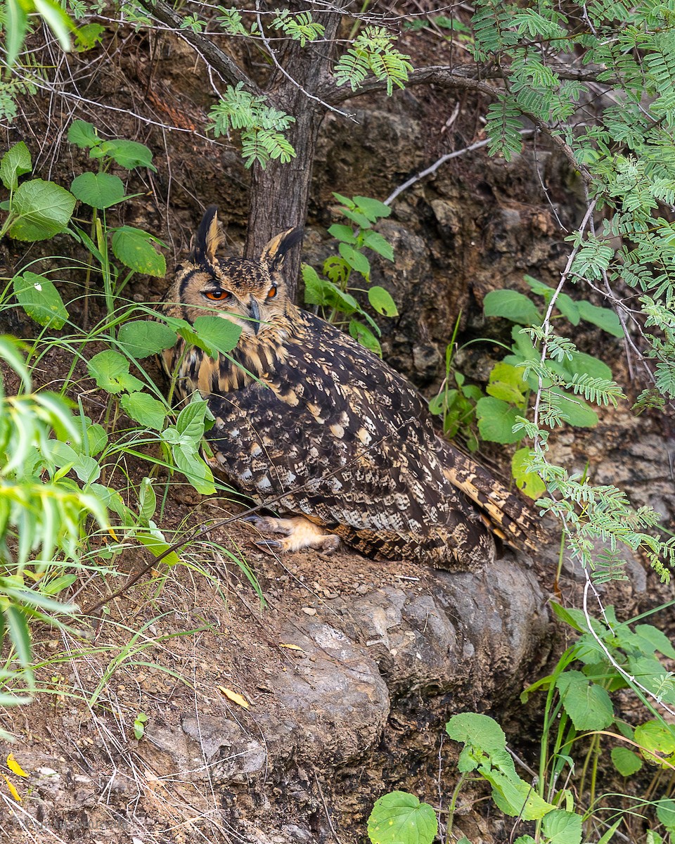 Rock Eagle-Owl - ML628598032