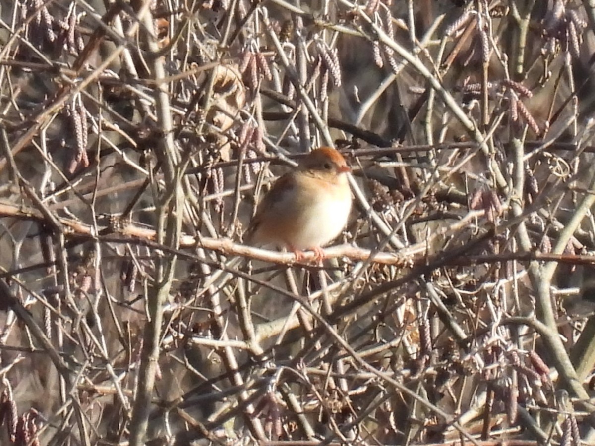 Field Sparrow - ML628598054