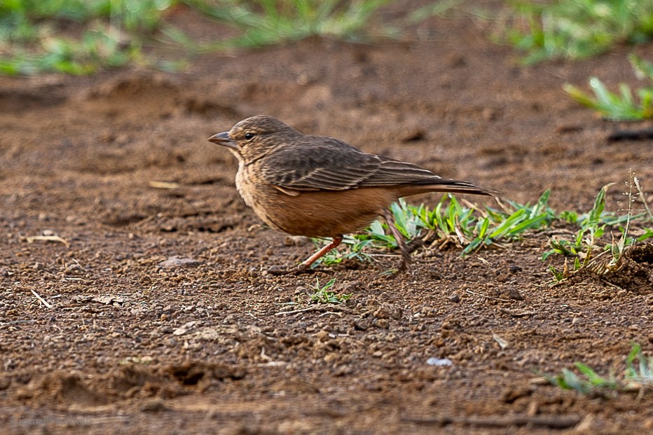 Rufous-tailed Lark - ML628598090