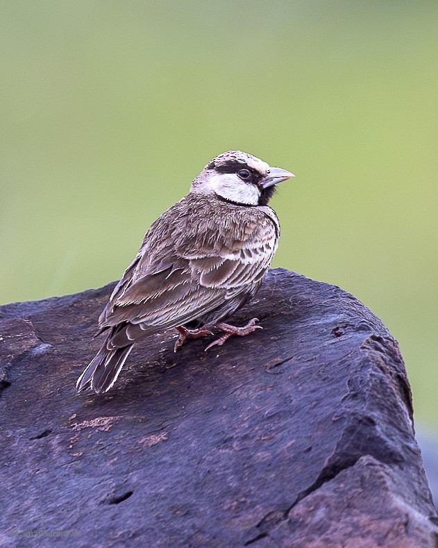 Ashy-crowned Sparrow-Lark - ML628598134